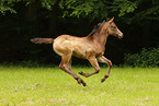 Quarter Horse