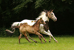 Quarter Horse