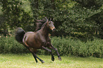 Quarter Horse