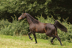 Quarter Horse