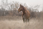 Quarter Horse