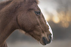 Quarter Horse