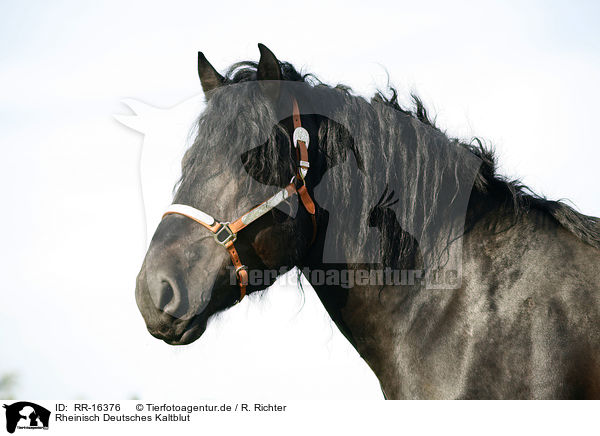 Rheinisch Deutsches Kaltblut / coldblood / RR-16376