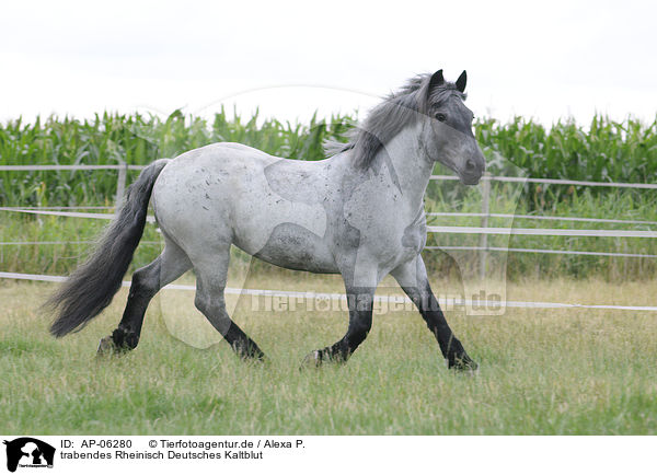 trabendes Rheinisch Deutsches Kaltblut / trotting coldblood / AP-06280