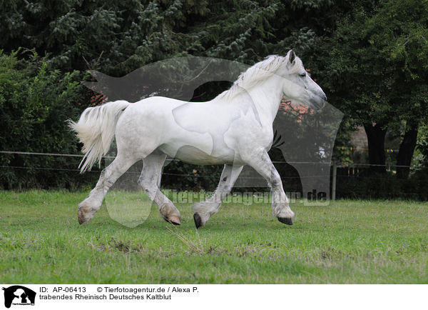 trabendes Rheinisch Deutsches Kaltblut / AP-06413