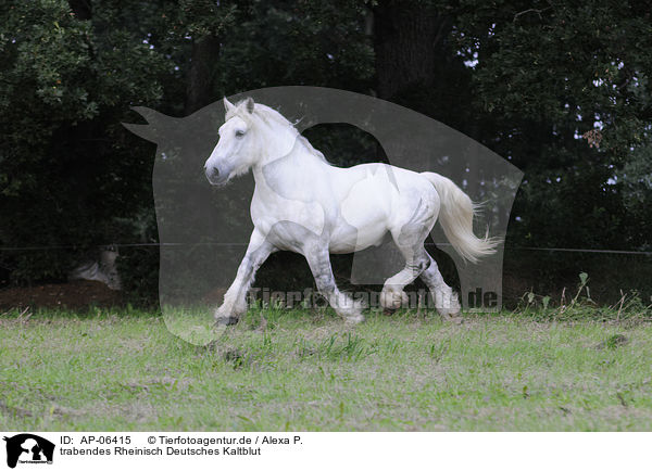 trabendes Rheinisch Deutsches Kaltblut / trotting coldblood / AP-06415