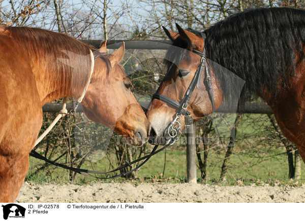 2 Pferde / 2 horses / IP-02578