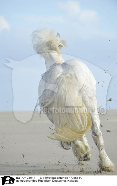 galoppierendes Rheinisch Deutsches Kaltblut / AP-08611