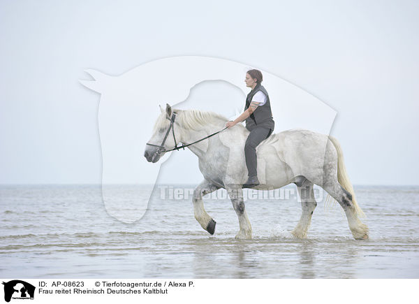 Frau reitet Rheinisch Deutsches Kaltblut / woman rides coldblood / AP-08623