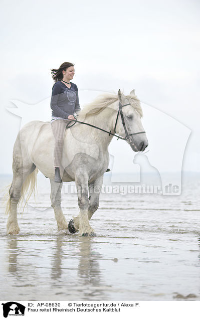 Frau reitet Rheinisch Deutsches Kaltblut / woman rides coldblood / AP-08630