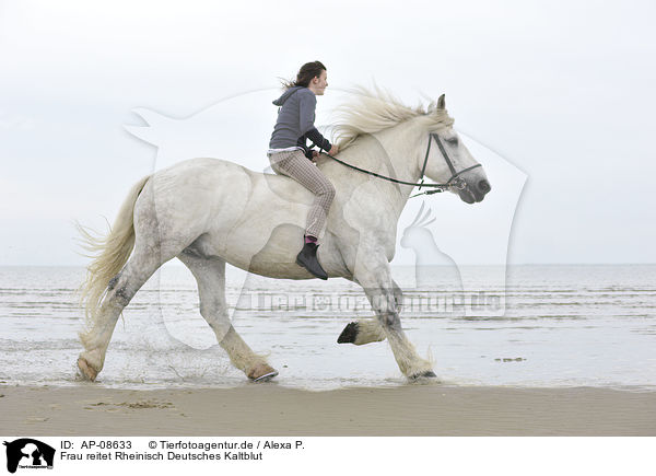 Frau reitet Rheinisch Deutsches Kaltblut / AP-08633