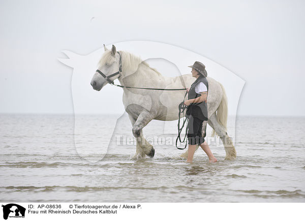 Frau mit Rheinisch Deutsches Kaltblut / woman with coldblood / AP-08636