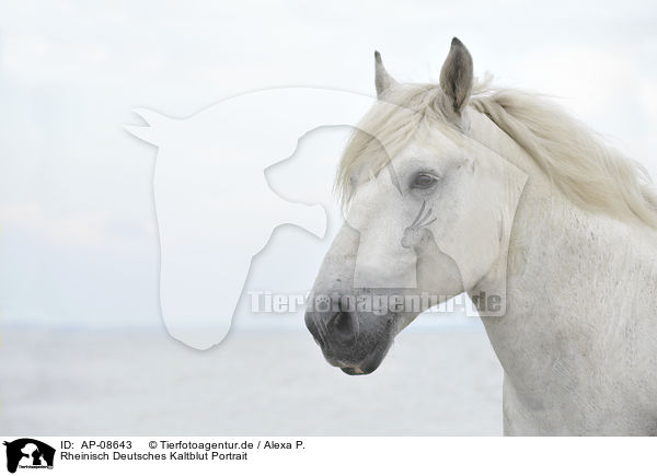 Rheinisch Deutsches Kaltblut Portrait / coldblood portrait / AP-08643