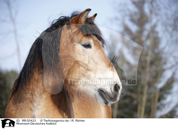 Rheinisch-Deutsches Kaltblut / RR-50423