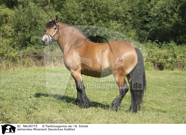 stehendes Rheinisch Deutsches Kaltblut / standing cart horse / NN-06775