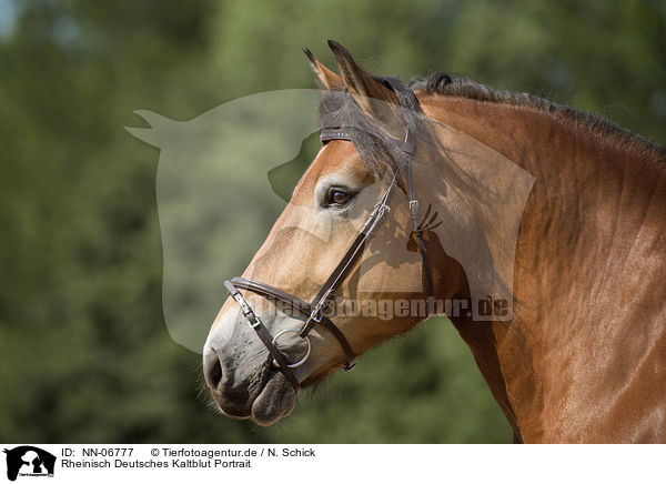 Rheinisch Deutsches Kaltblut Portrait / cart horse portrait / NN-06777