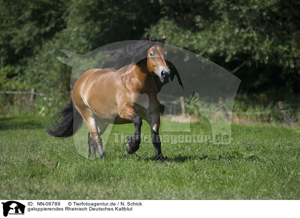 galoppierendes Rheinisch Deutsches Kaltblut / galloping cart horse / NN-06789