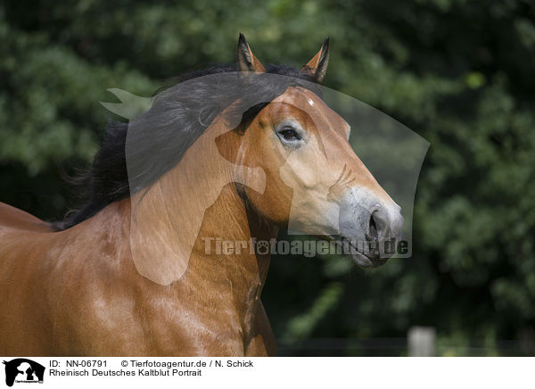 Rheinisch Deutsches Kaltblut Portrait / cart horse portrait / NN-06791