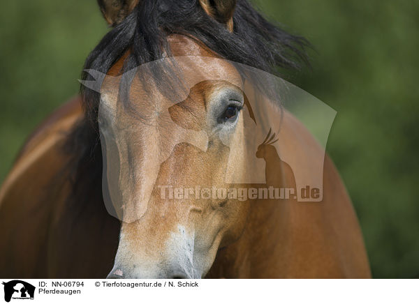 Pferdeaugen / horse eyes / NN-06794