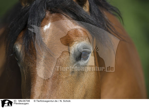 Pferdeaugen / horse eyes / NN-06796