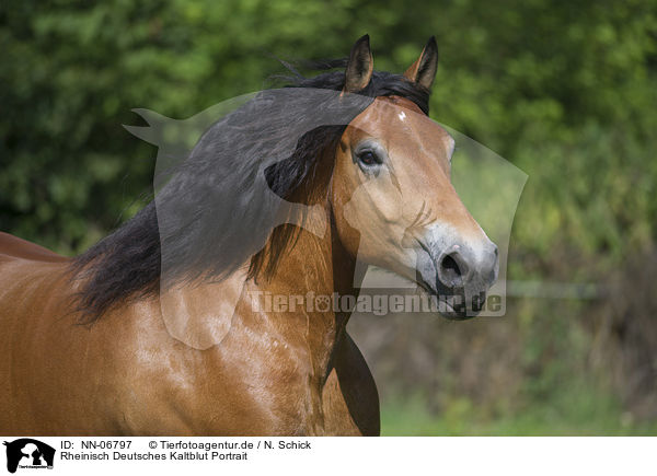 Rheinisch Deutsches Kaltblut Portrait / cart horse portrait / NN-06797