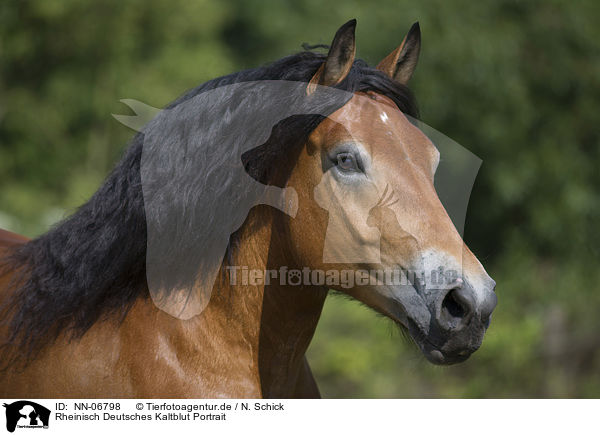 Rheinisch Deutsches Kaltblut Portrait / cart horse portrait / NN-06798