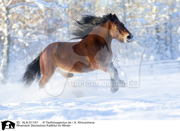 Rheinisch Deutsches Kaltblut im Winter / ALK-01191