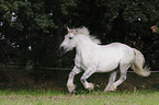 galoppierendes Rheinisch Deutsches Kaltblut