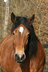 Rheinisch Deutsches Kaltblut Portrait