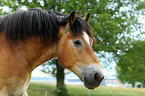 Rheinisch Deutsches Kaltblut Portrait