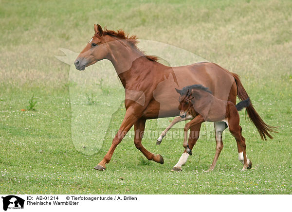 Rheinische Warmblter / AB-01214