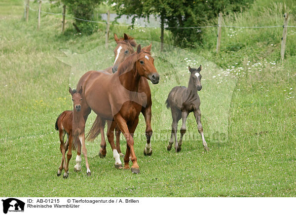 Rheinische Warmblter / Rhenish warmblood mare with foal / AB-01215