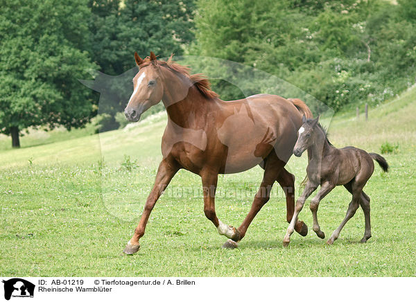 Rheinische Warmblter / AB-01219