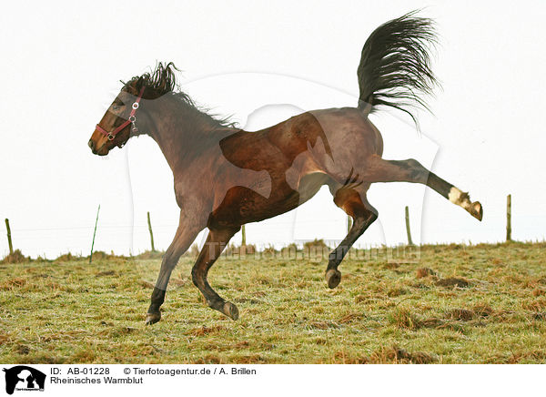 Rheinisches Warmblut / Rhenish warmblood / AB-01228