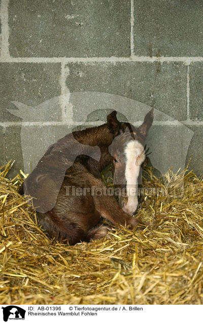 Rheinisches Warmblut Fohlen / foal / AB-01396