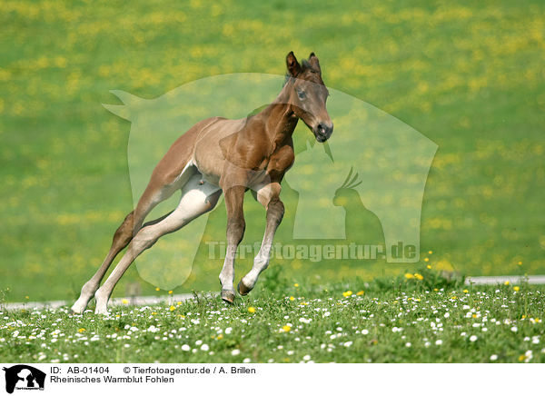 Rheinisches Warmblut Fohlen / foal / AB-01404