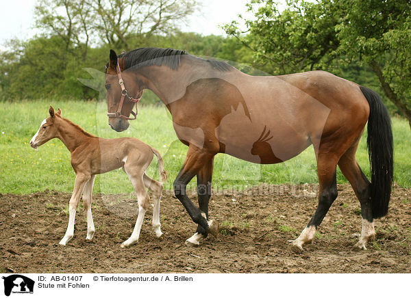 Stute mit Fohlen / mare with foal / AB-01407