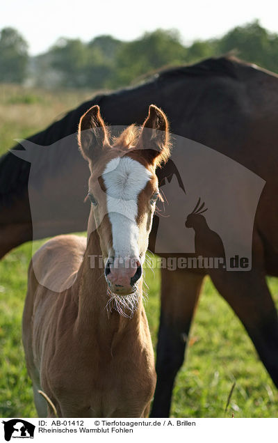Rheinisches Warmblut Fohlen / foal / AB-01412
