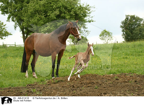 Stute mit Fohlen / mare with foal / AB-01416