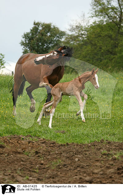 Stute mit Fohlen / mare with foal / AB-01425
