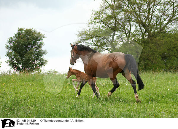 Stute mit Fohlen / mare with foal / AB-01429