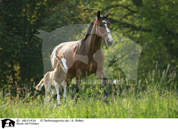 Stute mit Fohlen / mare with foal / AB-01434