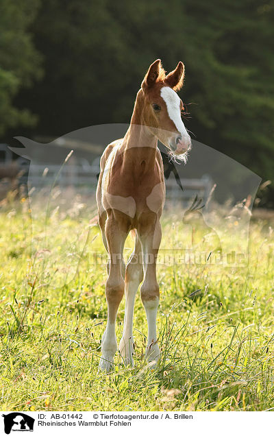 Rheinisches Warmblut Fohlen / AB-01442