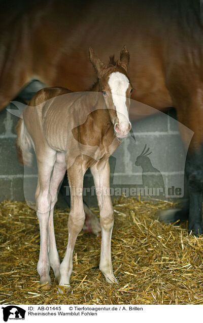 Rheinisches Warmblut Fohlen / AB-01445