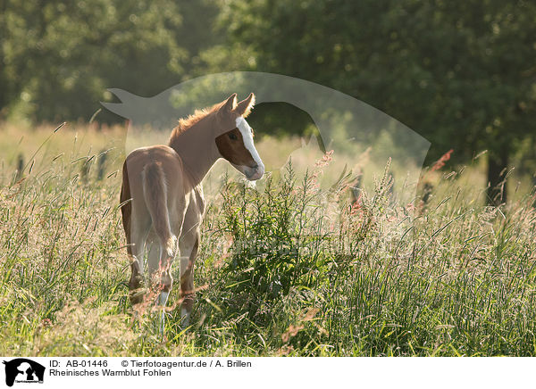 Rheinisches Warmblut Fohlen / foal / AB-01446