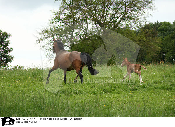 Stute mit Fohlen / mare with foal / AB-01447