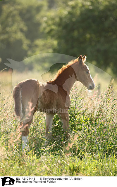 Rheinisches Warmblut Fohlen / foal / AB-01448