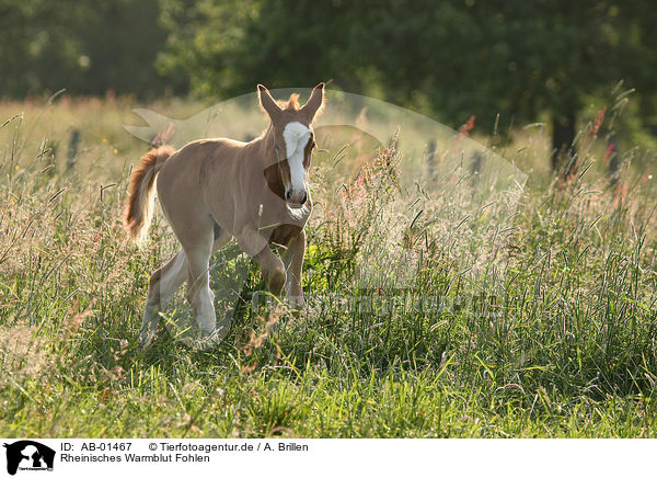 Rheinisches Warmblut Fohlen / AB-01467