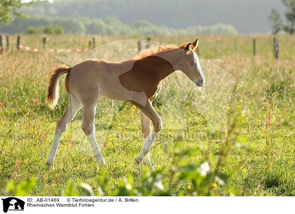 Rheinisches Warmblut Fohlen / foal / AB-01469