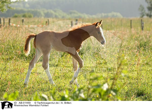 Rheinisches Warmblut Fohlen / AB-01469